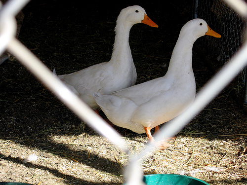 GEESE courtesy of Jason Toney