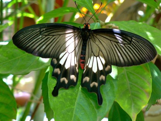 Butterfly Farm, Siem Reap, Cambodia, August 2009.